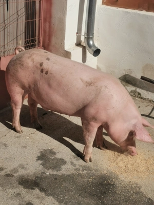 Vând porci de carne 140 kg - imagine 4
