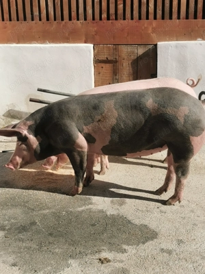 Vând porci, rasă de carne  - imagine 4