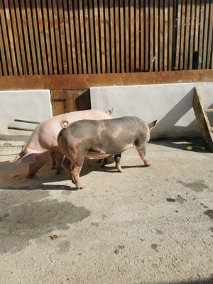 Vând porci, rasă de carne  - imagine 2