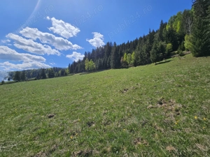 Teren de vanzare in Bucovina zona Pojorata pe Transrarau - imagine 2
