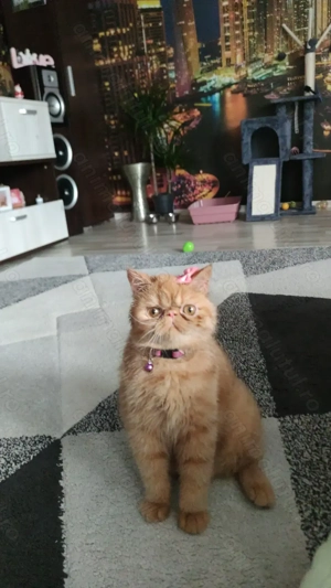 British shorthair exotic