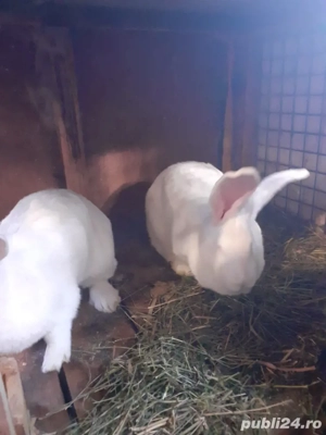 vand iepuri urias german si marele alb