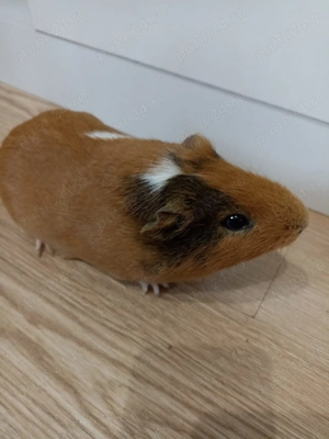 Donez Porcușor Guineea