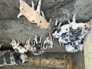 Vând purcei  - imagine 3 Vând purcei  - imagine 3