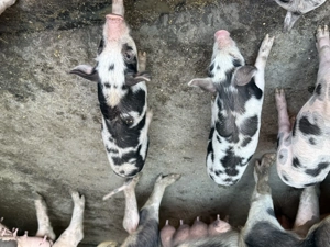 Vând purcei  - imagine 2 Vând purcei  - imagine 2