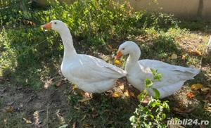 Vând gâste - imagine 2