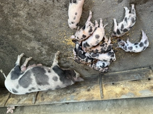 Vând purcei  - imagine 5 Vând purcei  - imagine 5