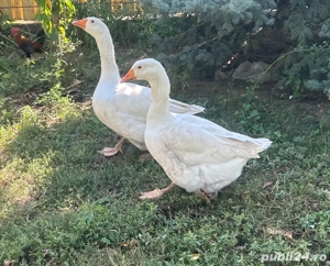 Vând gâste - imagine 3