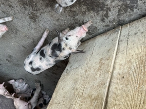 Vând purcei  - imagine 4 Vând purcei  - imagine 4