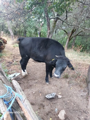 Vitei Vaideeni Valcea