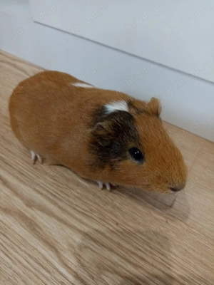 Donez Porcușor Guineea - imagine 2 Donez Porcușor Guineea - imagine 2