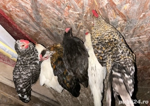 Vând cocoși americani tineri  - imagine 2