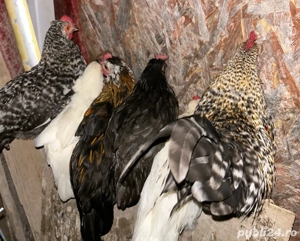 Vând cocoși americani tineri  - imagine 3