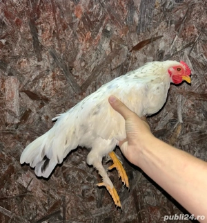 Vând cocoși americani tineri 