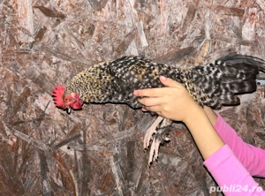 Vând cocoși americani tineri  - imagine 4