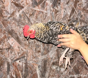 Vând cocoși americani tineri  - imagine 5