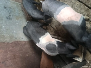 Purcei cauta alta casa. Saulia de Câmpie. Cei interesati pot suna la nr: 