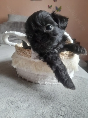 Catei Shitzu fetite și baietei - imagine 2