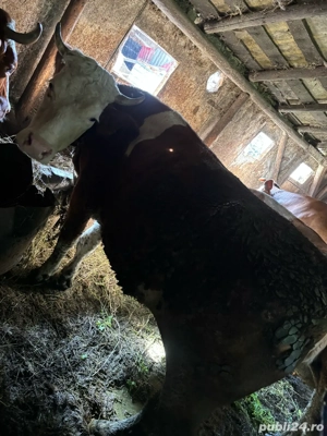 Vand doua juninci - imagine 2 Vand doua juninci - imagine 2