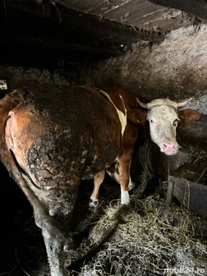 Vand doua juninci - imagine 3 Vand doua juninci - imagine 3