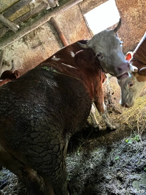 Vand doua juninci - imagine 4 Vand doua juninci - imagine 4