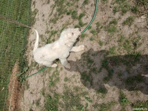 vand sau schimb cu mielute  - imagine 2 vand sau schimb cu mielute  - imagine 2