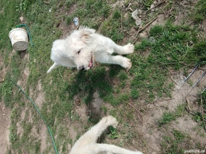 vand sau schimb cu mielute 