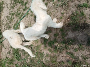 vand sau schimb cu mielute  - imagine 5 vand sau schimb cu mielute  - imagine 5