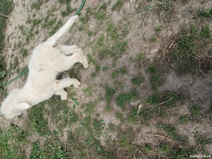 vand sau schimb cu mielute  - imagine 3 vand sau schimb cu mielute  - imagine 3