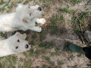 vand sau schimb cu mielute  - imagine 4 vand sau schimb cu mielute  - imagine 4