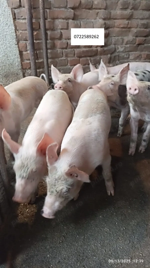 Vand Purcei curte - imagine 2 Vand Purcei curte - imagine 2