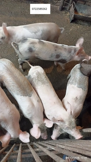 Vand Purcei curte - imagine 4 Vand Purcei curte - imagine 4