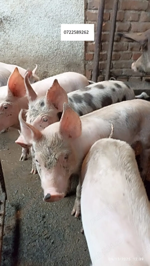 Vand Purcei curte - imagine 3 Vand Purcei curte - imagine 3