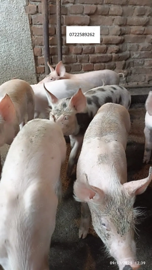 Vand Purcei curte - imagine 5 Vand Purcei curte - imagine 5