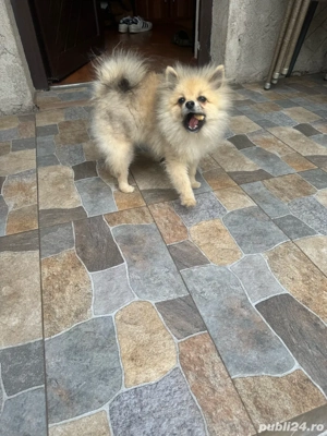 pomeranian baiat cu carnet de sanatate - imagine 3