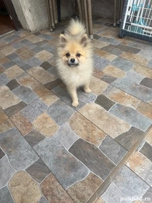pomeranian baiat cu carnet de sanatate - imagine 5