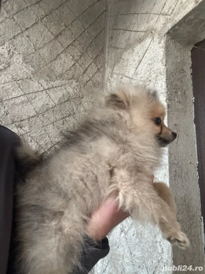 pomeranian baiat cu carnet de sanatate - imagine 2