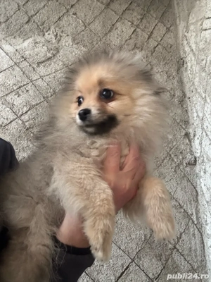 pomeranian baiat cu carnet de sanatate - imagine 4