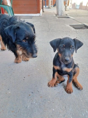 Vând pui jagdterrier  - imagine 4