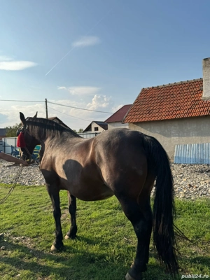 Vând iapa sau skimb 