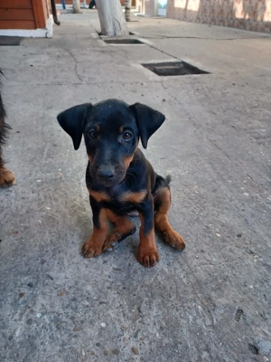 Vând pui jagdterrier 