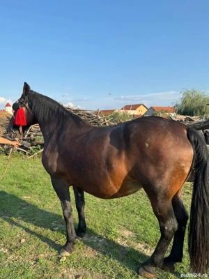 Vând iapa sau skimb  - imagine 3