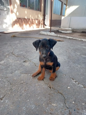 Vând pui jagdterrier  - imagine 2