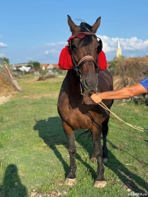 Vând iapa sau skimb  - imagine 2