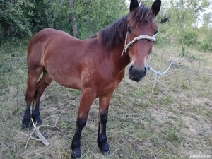 vand manz de 1 an si 3 luni