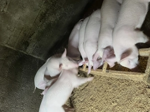 Purcei de 7 săptămâni de vânzare  - imagine 2