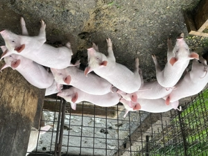 Purcei de 7 săptămâni de vânzare  - imagine 3