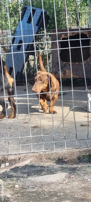 Mascul Teckel  - imagine 2