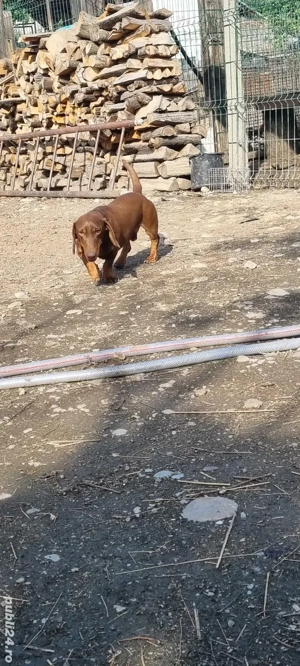 Mascul Teckel  - imagine 4