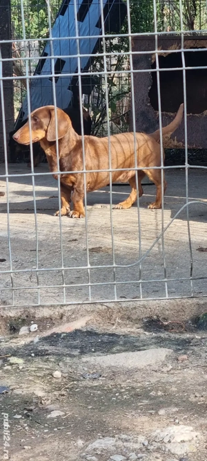 Mascul Teckel  - imagine 3